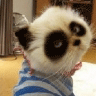 孔雀王之式鬼